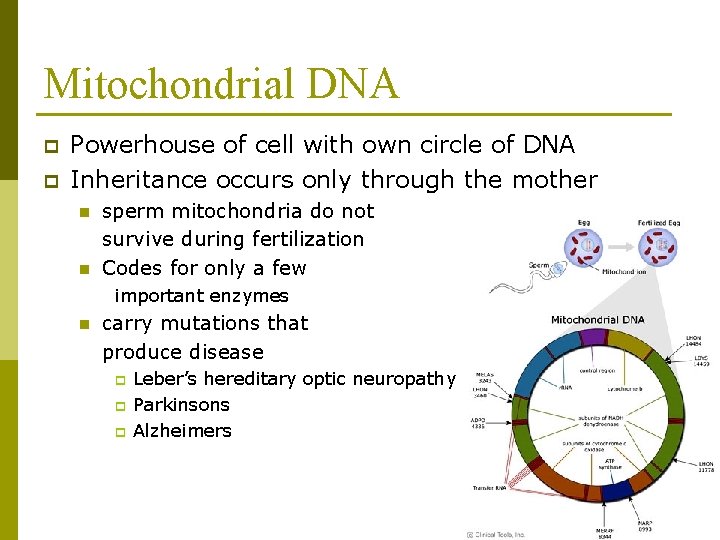 Mitochondrial DNA p p Powerhouse of cell with own circle of DNA Inheritance occurs