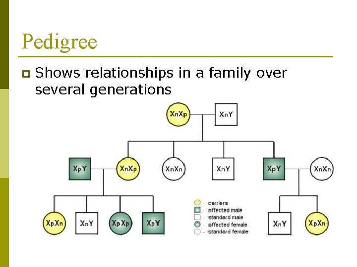 Pedigree p Shows relationships in a family over several generations 