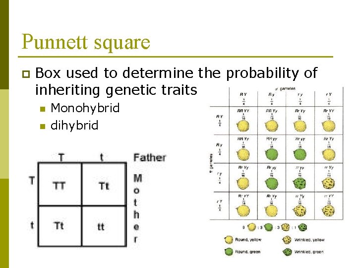 Punnett square p Box used to determine the probability of inheriting genetic traits n