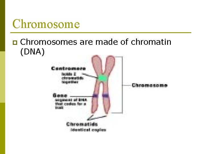 Chromosome p Chromosomes are made of chromatin (DNA) 