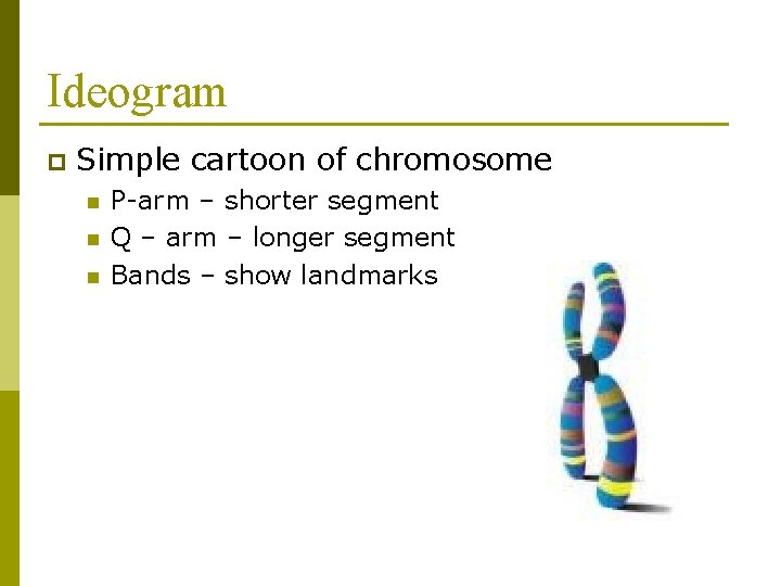 Ideogram p Simple cartoon of chromosome n n n P-arm – shorter segment Q