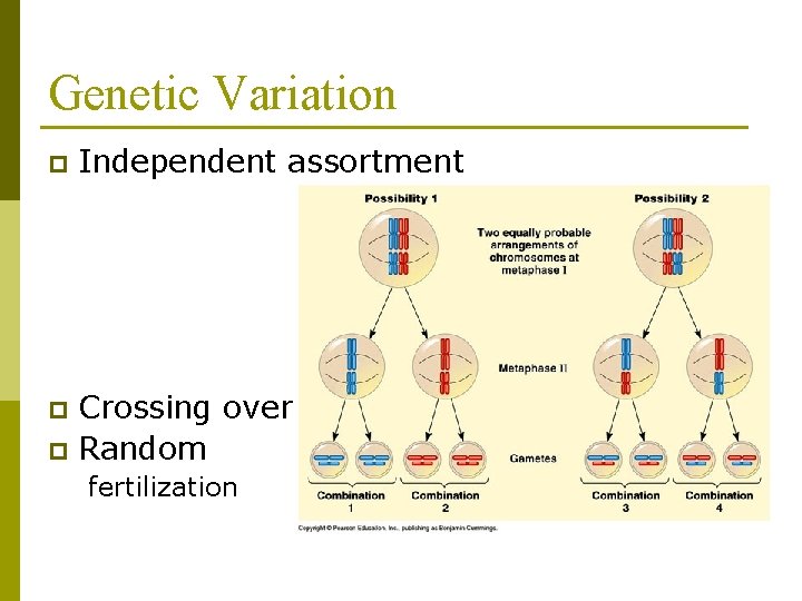 Genetic Variation p Independent assortment Crossing over p Random p fertilization 