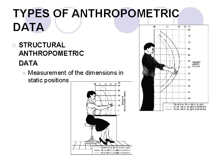 TYPES OF ANTHROPOMETRIC DATA ¡ STRUCTURAL ANTHROPOMETRIC DATA l Measurement of the dimensions in
