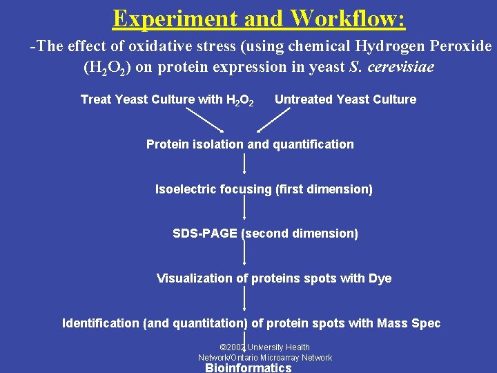 Experiment and Workflow: -The effect of oxidative stress (using chemical Hydrogen Peroxide (H 2