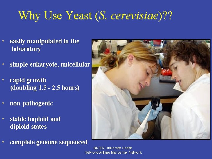 Why Use Yeast (S. cerevisiae)? ? • easily manipulated in the laboratory • simple