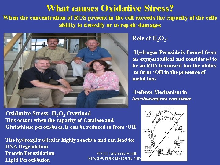 What causes Oxidative Stress? When the concentration of ROS present in the cell exceeds