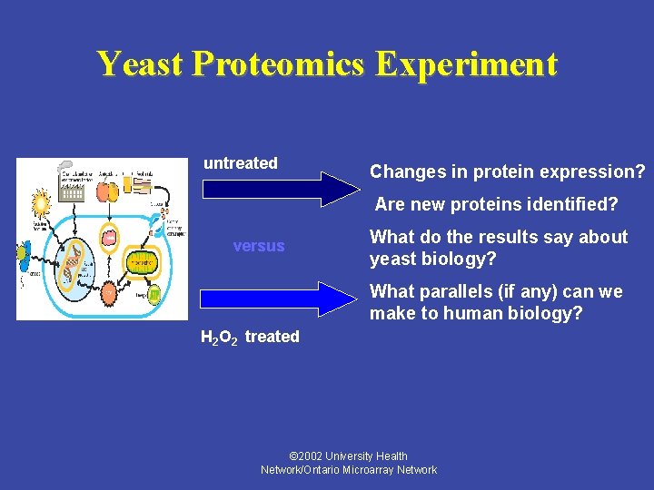 Yeast Proteomics Experiment untreated Changes in protein expression? Are new proteins identified? versus What