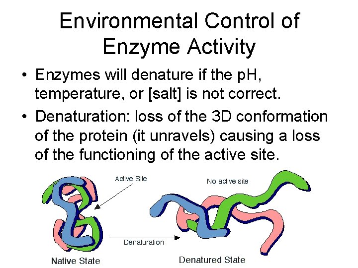 Environmental Control of Enzyme Activity • Enzymes will denature if the p. H, temperature,