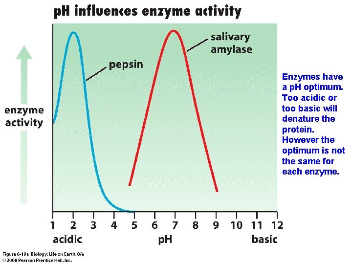 Enzymes have a p. H optimum. Too acidic or too basic will denature the