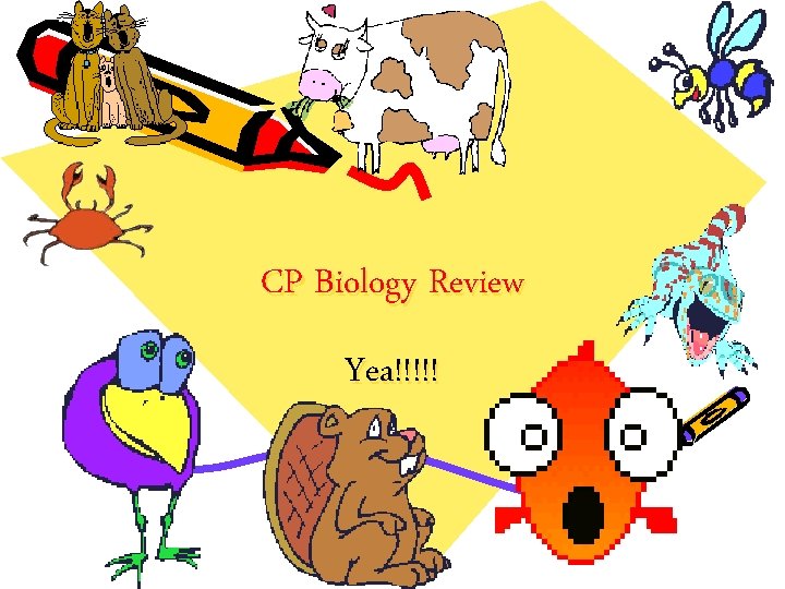 CP Biology Review Yea!!!!! 