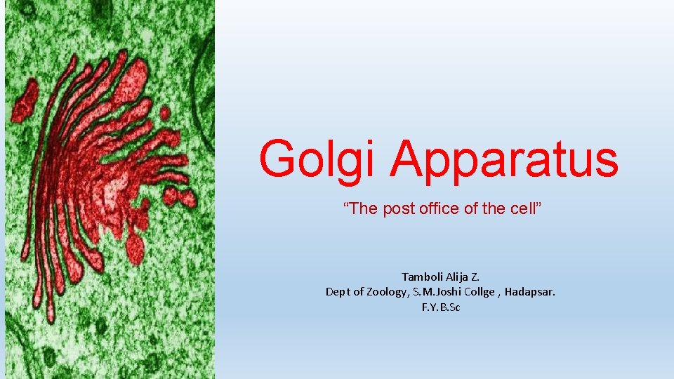 Golgi Apparatus “The post office of the cell” Tamboli Alija Z. Dept of Zoology,