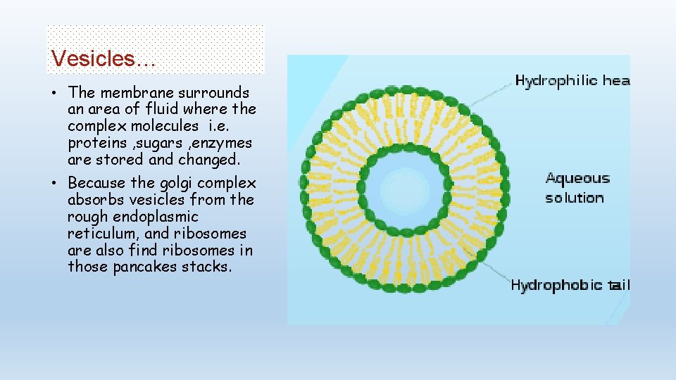 Vesicles… • The membrane surrounds an area of fluid where the complex molecules i.