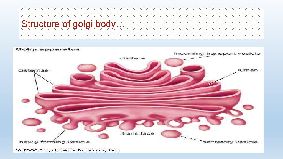 Structure of golgi body… 