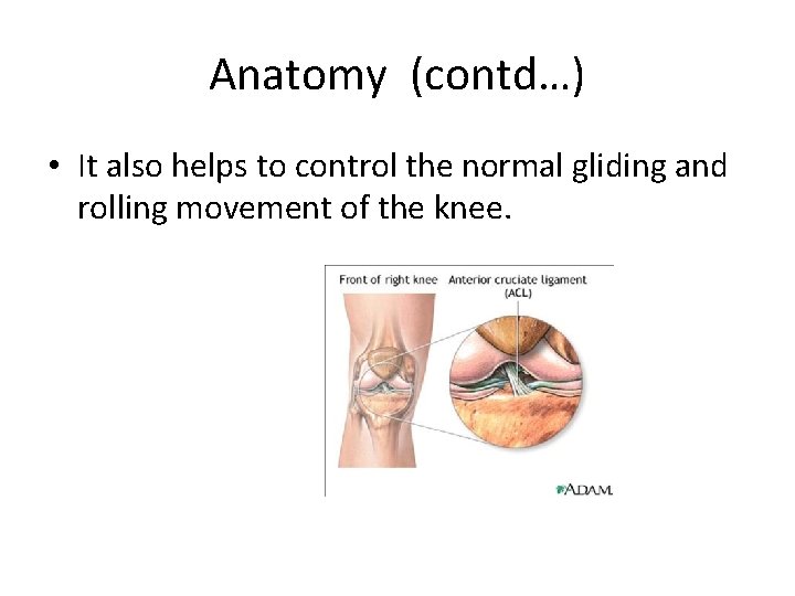 Anatomy (contd…) • It also helps to control the normal gliding and rolling movement