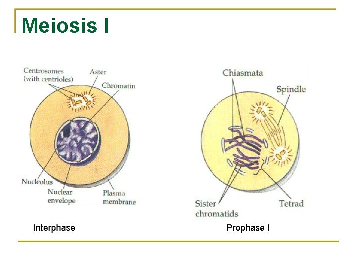 Mitosis occurs only in somatic cells What about