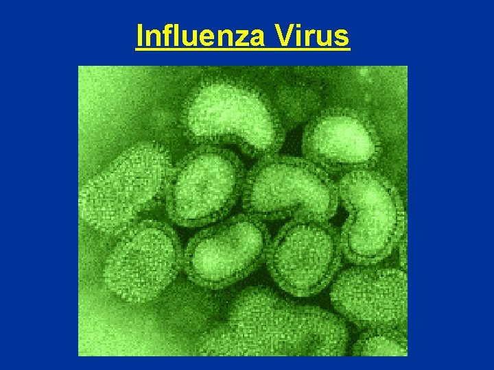 Influenza Virus 