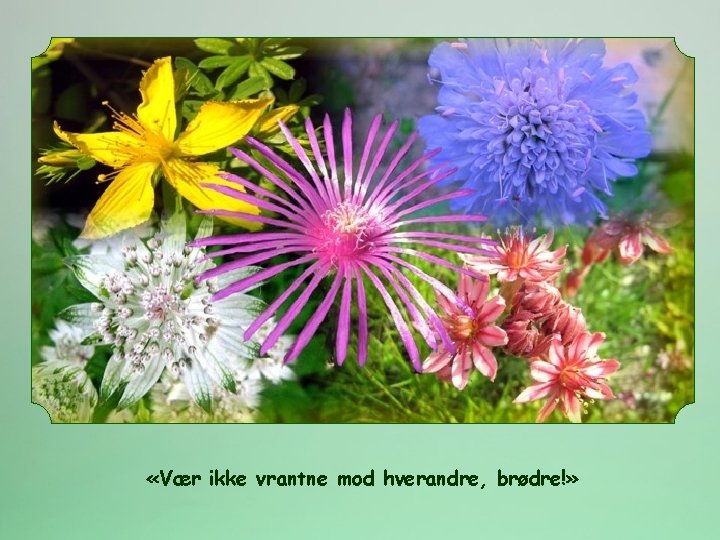  «Vær ikke vrantne mod hverandre, brødre!» 