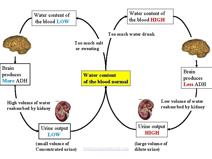 Water content of the blood HIGH Water content of the blood LOW Too much