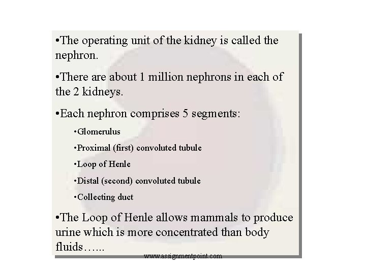  • The operating unit of the kidney is called the nephron. • There