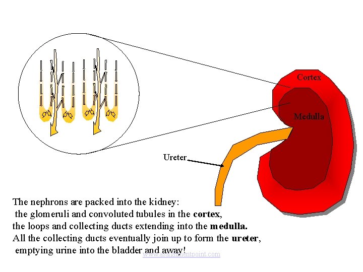 Cortex Medulla Ureter The nephrons are packed into the kidney: the glomeruli and convoluted