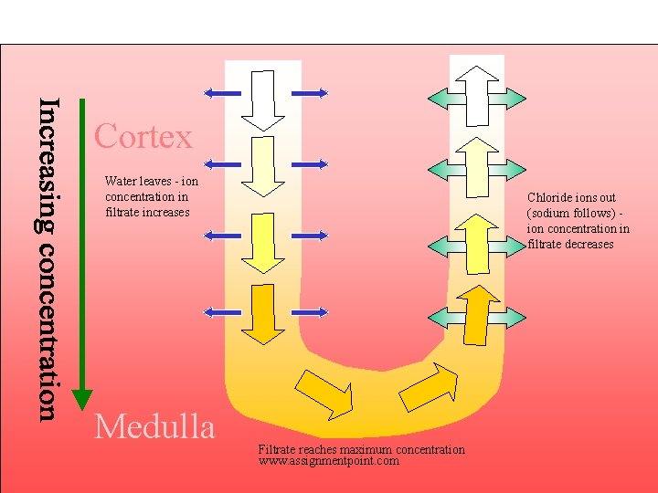 Cortex Water leaves - ion concentration in filtrate increases Medulla Chloride ions out (sodium