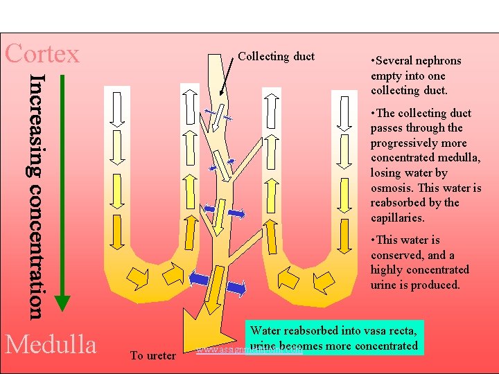 Cortex Collecting duct • Several nephrons empty into one collecting duct. • The collecting