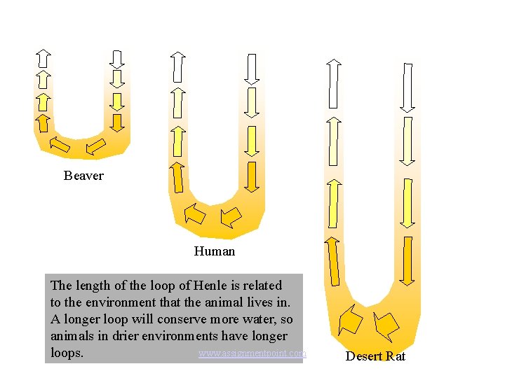 Beaver Human The length of the loop of Henle is related to the environment