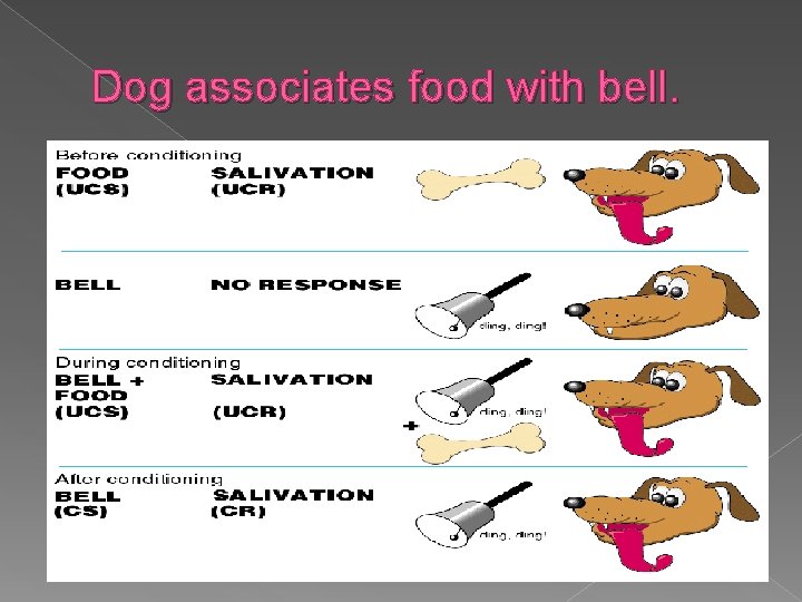 Dog associates food with bell. 