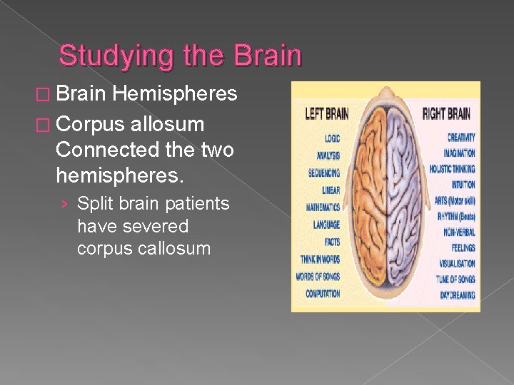 Studying the Brain � Brain Hemispheres � Corpus allosum Connected the two hemispheres. ›