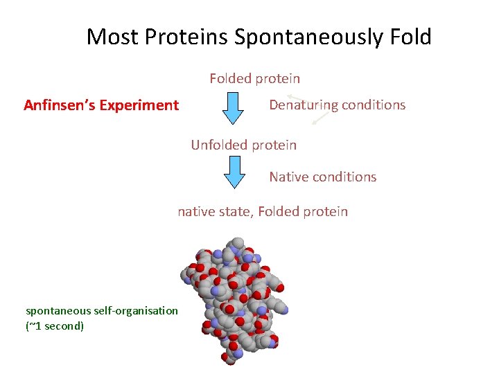 Most Proteins Spontaneously Folded protein Anfinsen’s Experiment Denaturing conditions Unfolded protein Native conditions native