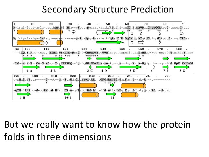 Secondary Structure Prediction But we really want to know how the protein folds in