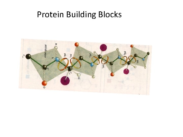 Protein Building Blocks 