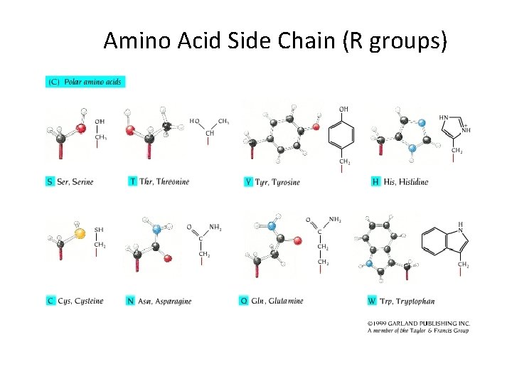 Amino Acid Side Chain (R groups) 