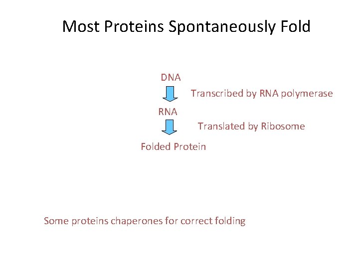 Most Proteins Spontaneously Fold DNA Transcribed by RNA polymerase RNA Translated by Ribosome Folded
