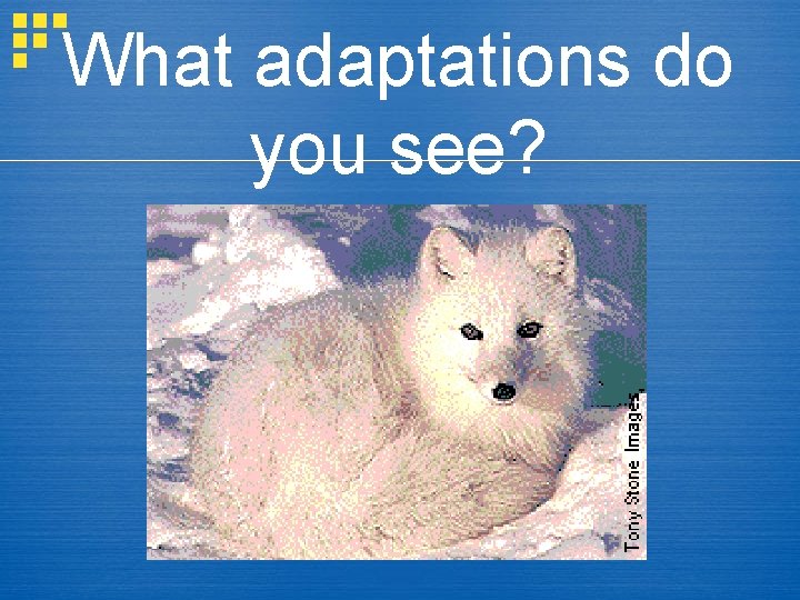 What adaptations do you see? 