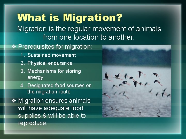 What is Migration? Migration is the regular movement of animals from one location to