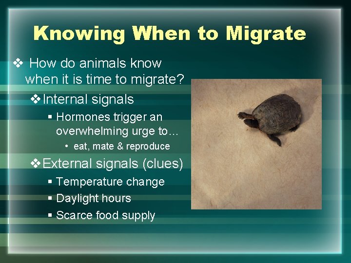 Knowing When to Migrate v How do animals know when it is time to