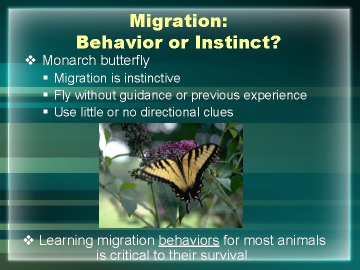 Migration: Behavior or Instinct? v Monarch butterfly § Migration is instinctive § Fly without