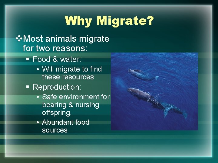 Why Migrate? v. Most animals migrate for two reasons: § Food & water: •