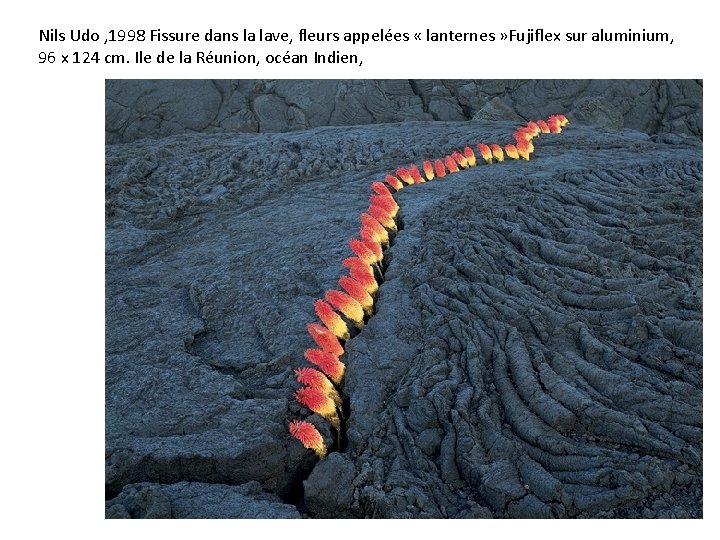 Nils Udo , 1998 Fissure dans la lave, fleurs appelées « lanternes » Fujiflex