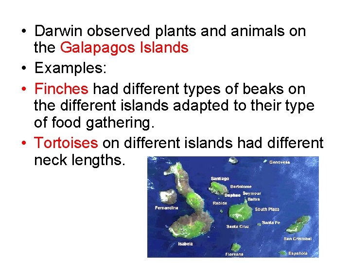  • Darwin observed plants and animals on the Galapagos Islands • Examples: •