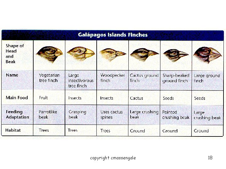 copyright cmassengale 18 