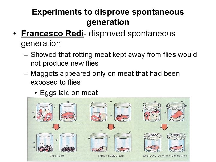 Experiments to disprove spontaneous generation • Francesco Redi- disproved spontaneous generation – Showed that