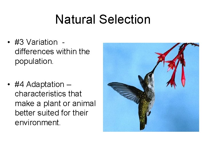 Natural Selection • #3 Variation differences within the population. • #4 Adaptation – characteristics
