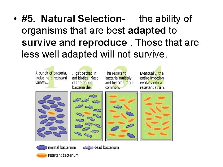  • #5. Natural Selection- the ability of organisms that are best adapted to