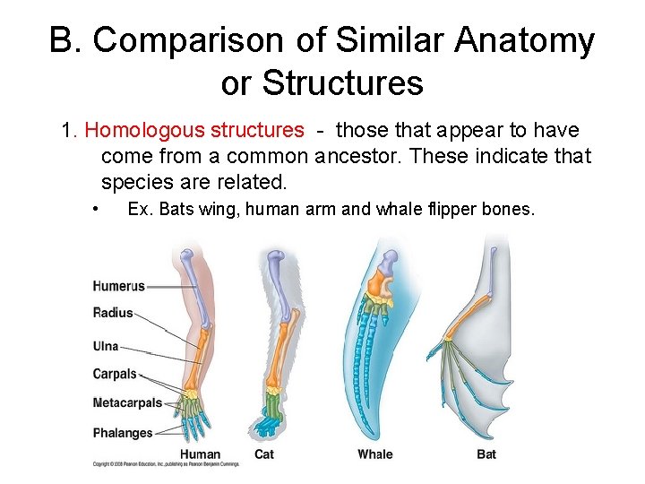 B. Comparison of Similar Anatomy or Structures 1. Homologous structures - those that appear