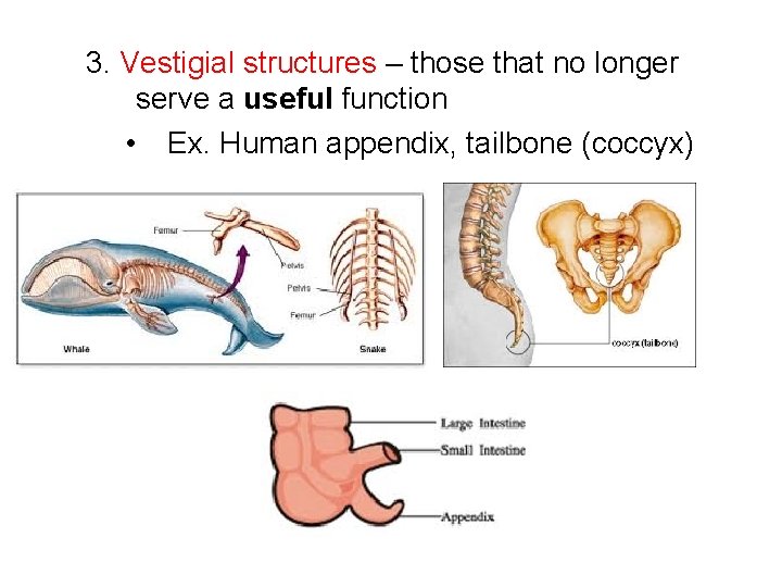 3. Vestigial structures – those that no longer serve a useful function • Ex.