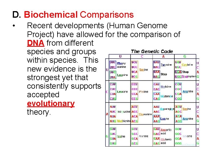 D. Biochemical Comparisons • Recent developments (Human Genome Project) have allowed for the comparison