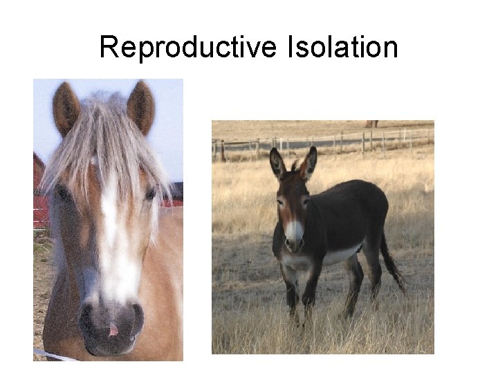 Reproductive Isolation 