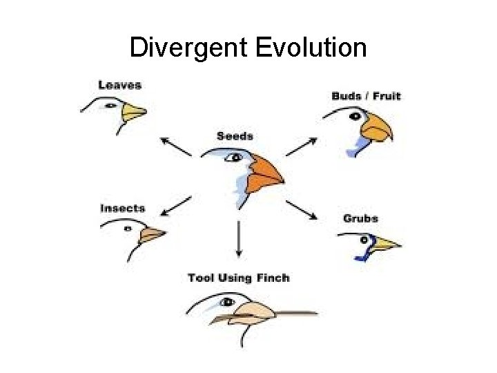 Divergent Evolution 